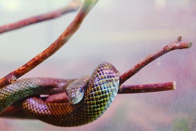 Close-up of snake on branch