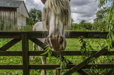 Horse in pen