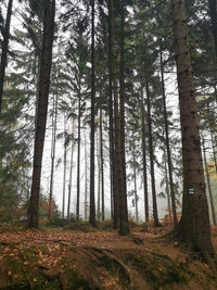 Trees growing in forest