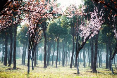 View of trees in forest