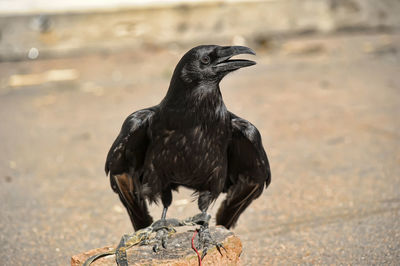 Close-up of a bird