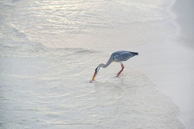 Bird in water