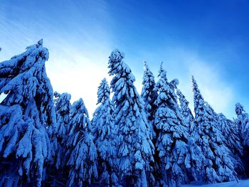 Low angle view of snow covered pine trees against blue sky