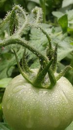 Close-up of green plant