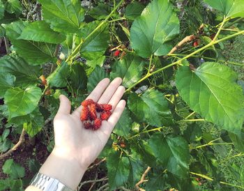 Close-up of hand holding fruit on tree