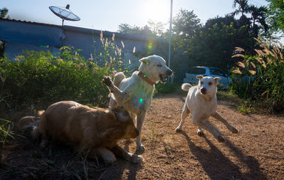 Dogs fighting in park