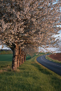 Road amidst trees on field