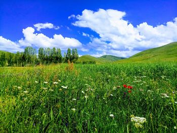 Scenic view of grassy field against sky