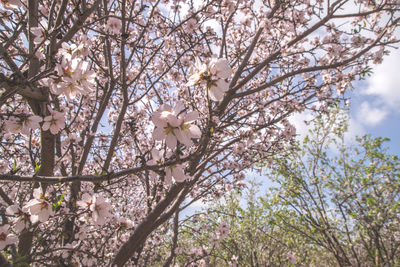 Low angle view of blooming tree against sky