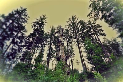 Low angle view of trees against sky