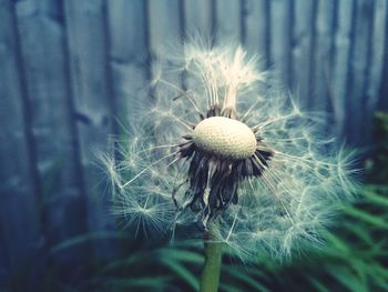 Close-up of dandelion against blurred background