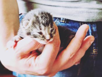 Close-up of kitten on hand