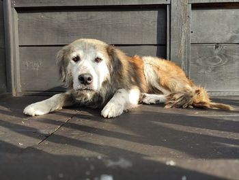 Portrait of an old dog resting 