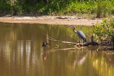 Birds perching on a lake