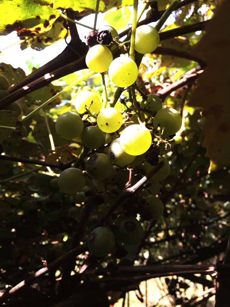 LOW ANGLE VIEW OF TREE