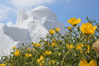 Close-up of yellow flowers growing in field