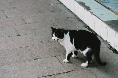 Cat standing outdoors