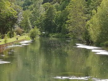 Scenic view of lake in forest