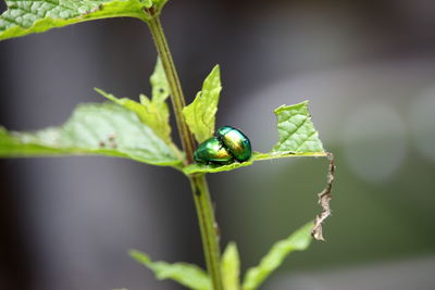 Close-up of insect on leaf