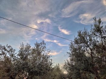 Low angle view of trees against sky