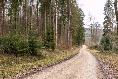 Road passing through forest