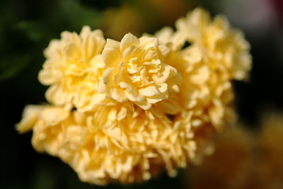 Close-up of yellow flower