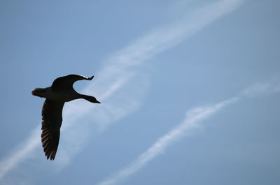 Low angle view of seagull flying against sky