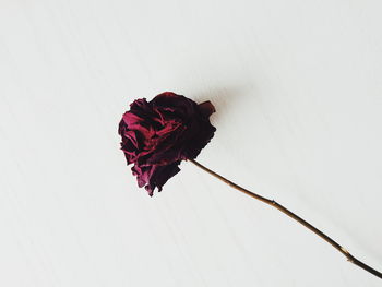 Close-up of rose against white background