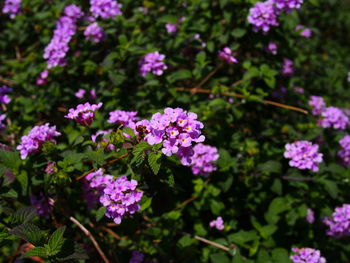 Close-up of purple flowers blooming outdoors