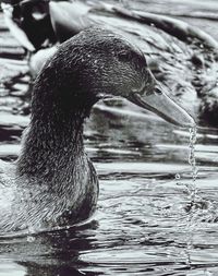 Close-up of swan swimming in lake