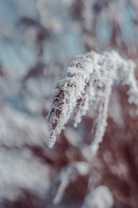 Close-up of frozen plant