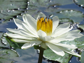 Close-up of water lily in lake