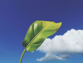 Low angle view of green leaf against blue sky