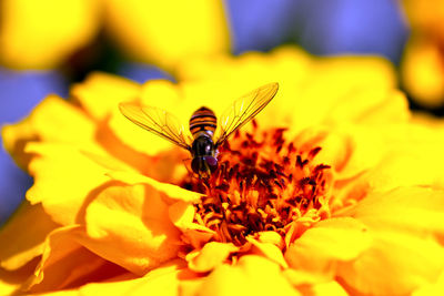 Close-up of bee pollinating on yellow flower