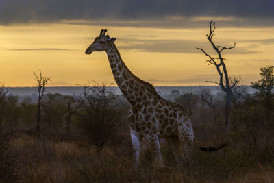 Giraffe standing on field against sky during sunset