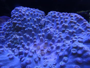Close-up of blue water against black background
