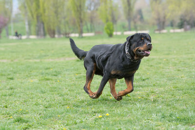 Dog on grass