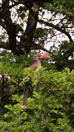 Low angle view of bird perching on tree in forest
