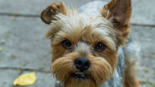 Close-up portrait of dog looking at camera