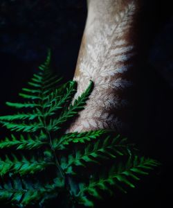 Close-up of hand