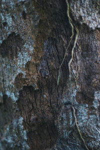 Full frame shot of tree trunk