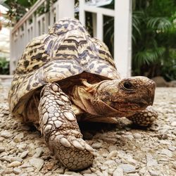 Close-up of a turtle