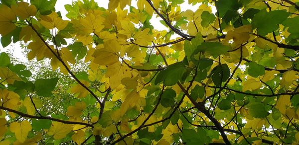 Low angle view of tree leaves against sky