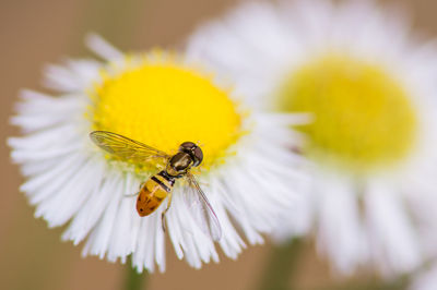 Close-up of insect pollinating on yellow flower