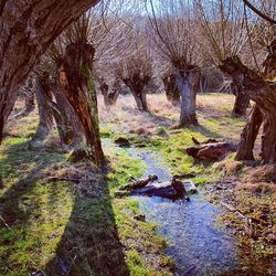 Trees on field in forest