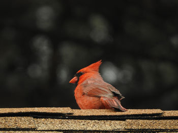 Close-up of bird perching on railing