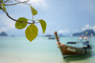 Close-up of plant by sea against sky