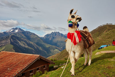 Llama standing against mountains and sky