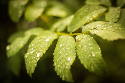 Close-up of wet leaves