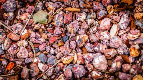 Full frame shot of autumn leaves